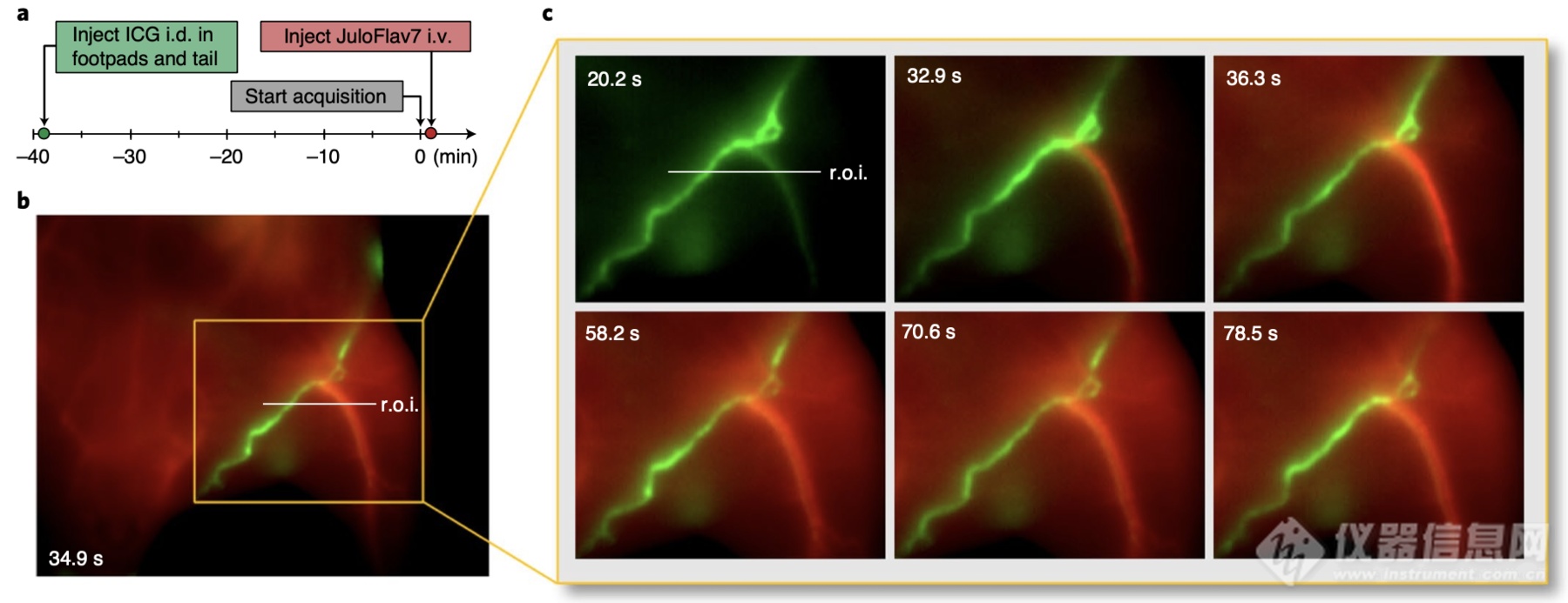 应用案例|活体近红外二区聚甲川荧光染料多色融合成像