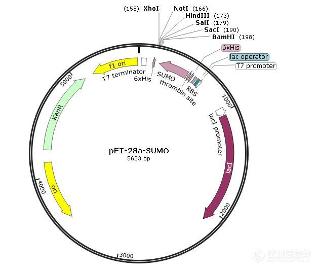 pet28a载体图谱图片