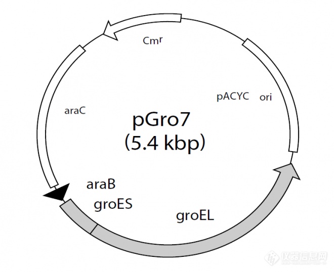 chloromycetin图片