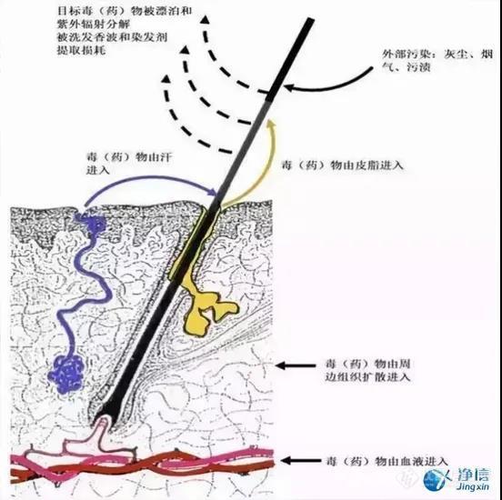 毛发毒品检测