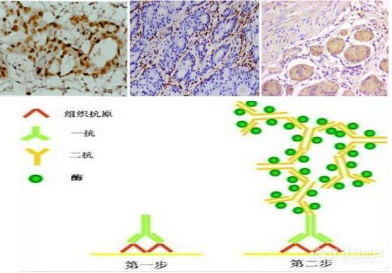 组织化学（含免疫组化）.jpg