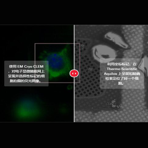 THUNDER Imager EM Cryo CLEM 光电联用冷冻光学显微镜