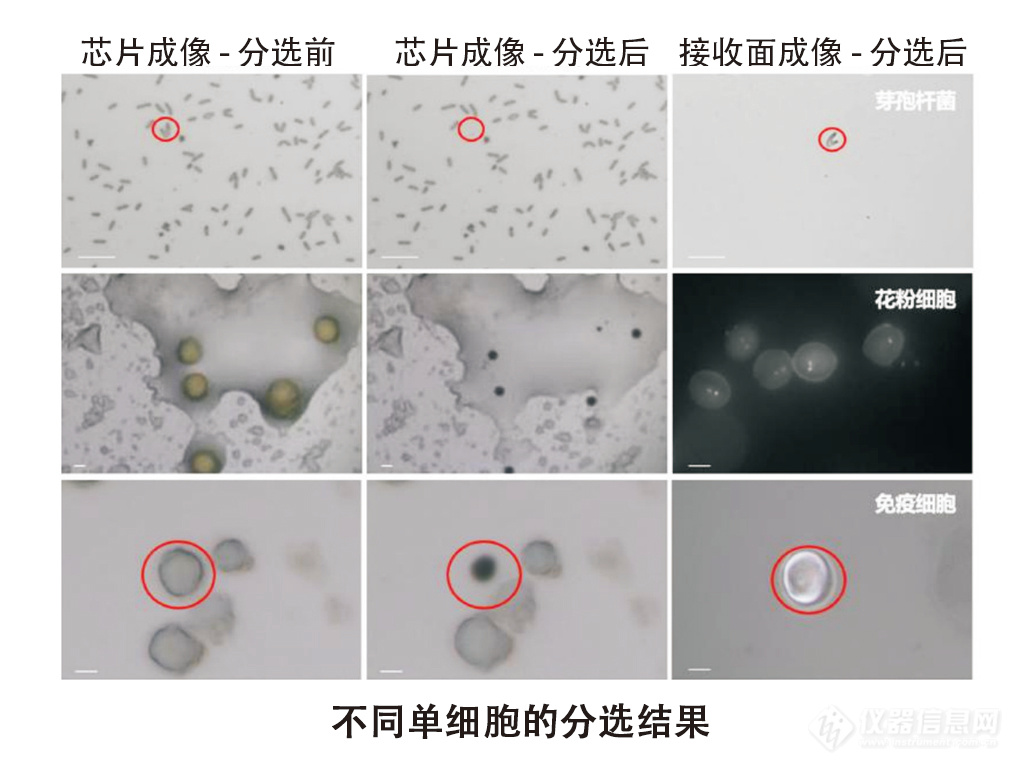 03 分选结果.jpg