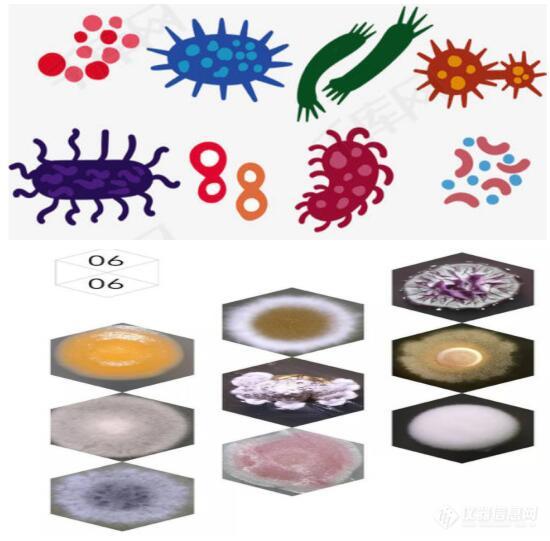 大肠杆菌jm101菌种