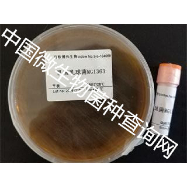 乳酸乳球菌MG1363的主要应用！