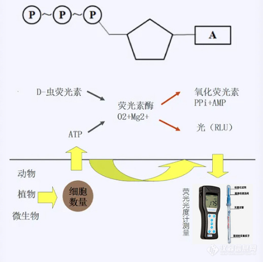 疫情常态化，冷链食品生产卫生要求越来越高，如何解决？推荐使用ATP荧光检测仪