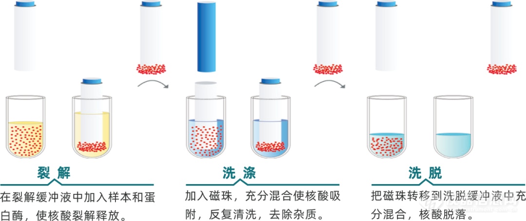 一文读懂磁珠法核酸提取仪