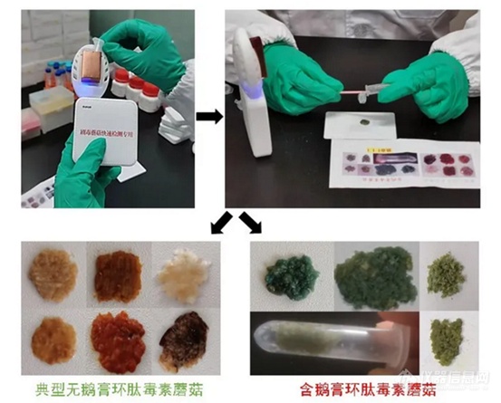 三分钟现场检测出毒蘑菇 昆明植物所研发出首批毒蘑菇检测试剂盒