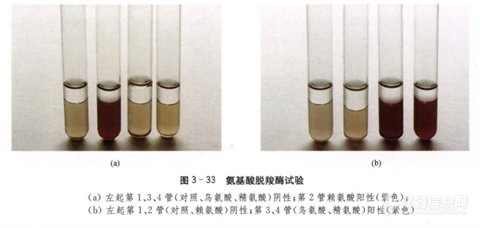 蛋白质、氨基酸分解试验！百欧博伟生物3.png