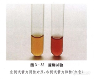 蛋白质、氨基酸分解试验！百欧博伟生物2.png