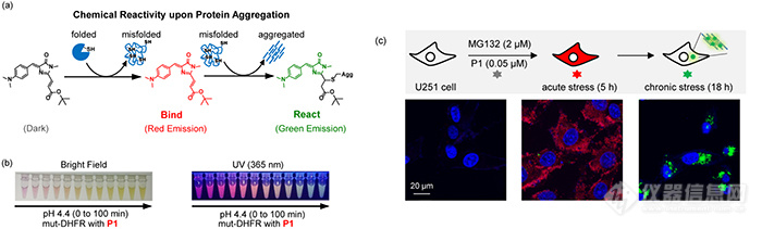 张丽华团队新成果 发展相变蛋白质的共价键标记和成像方法