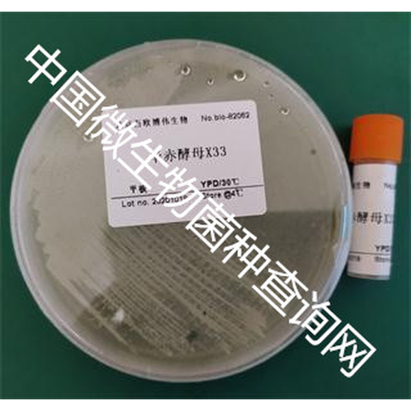 bio-82062 毕赤酵母X33 百欧博伟生物