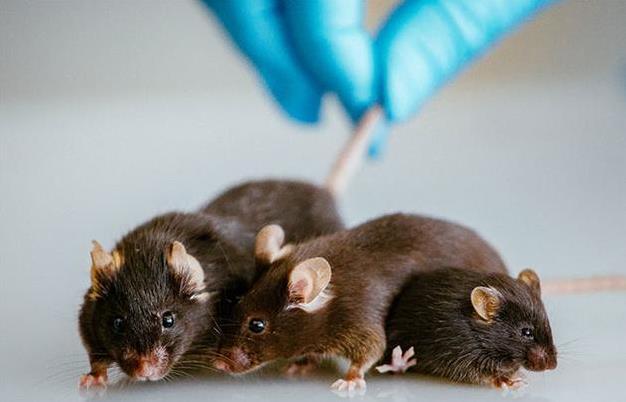 动物技术服务-大小鼠净化扩繁保种