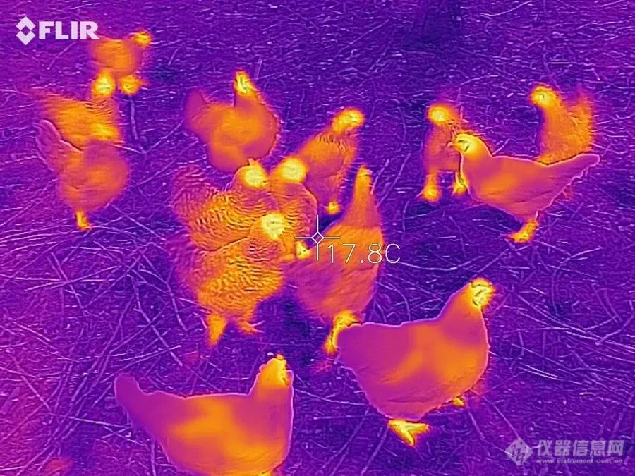无聊的冷知识：鸡全身哪里温度高呢？