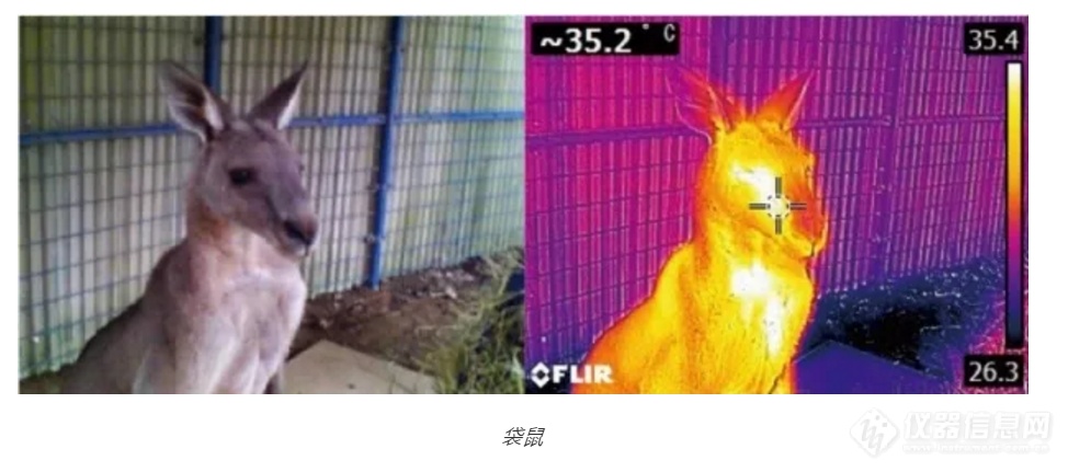 走进动物园，FLIR红外热像仪提升动物们的幸福感~