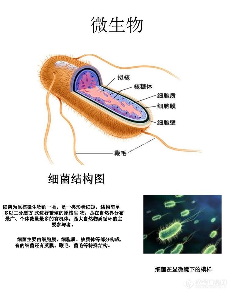农杆菌结构图片