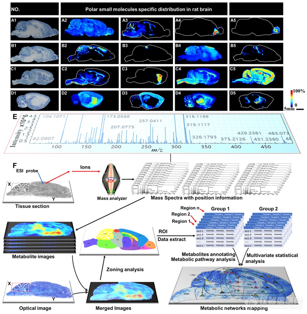 重磅成果：再帕尔·阿不力孜、贺玖明研究团队利用空间代谢组学技术绘制大鼠脑代谢网络图