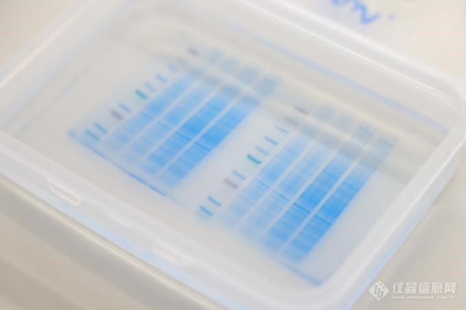 默克生命科学Western Blot家族新秀亮相！