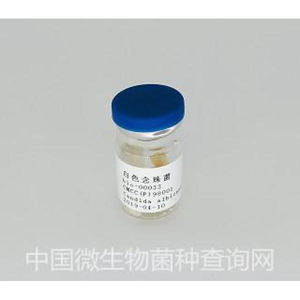 ATCC10231 白色念珠菌 百欧博伟生物