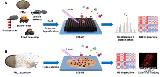 中科院生态环境中心刘倩与福州大学林振宇团队合作开发LDI-MS指纹识别技术实现黑碳颗粒定量和生物分布成像