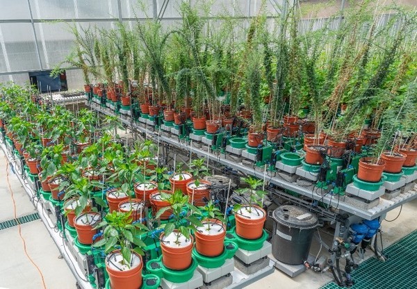 Plantarray高通量植物生理表型平台