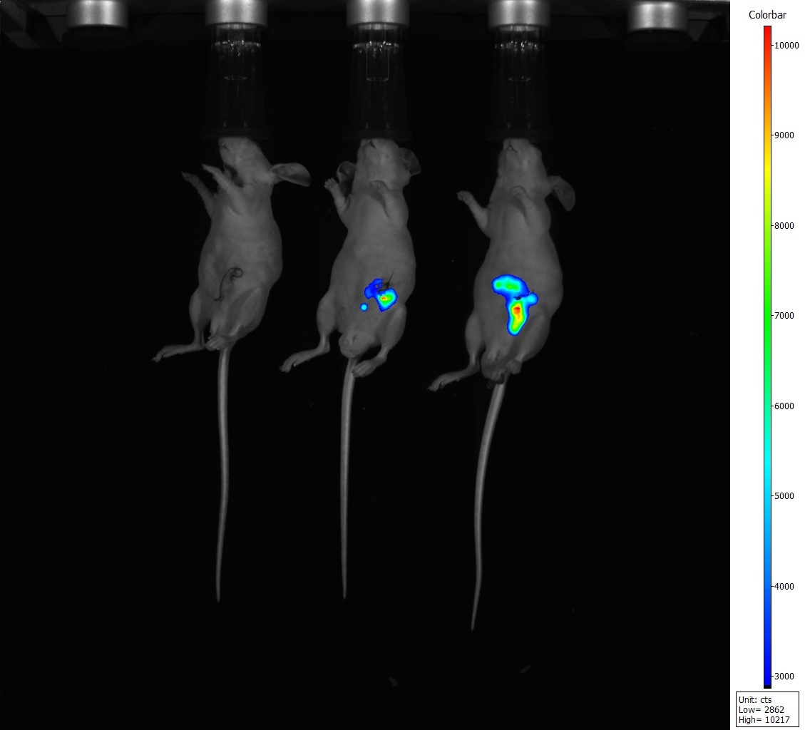 勤翔小动物活体成像系统IVScope8000系列