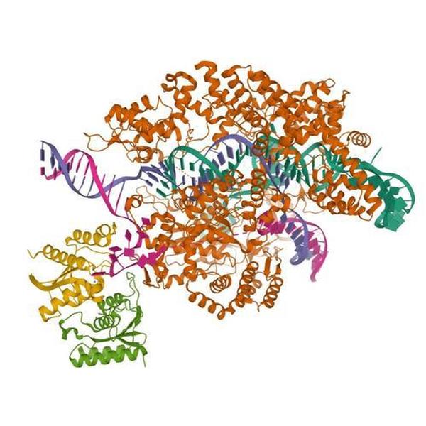 Cas14 核酸酶