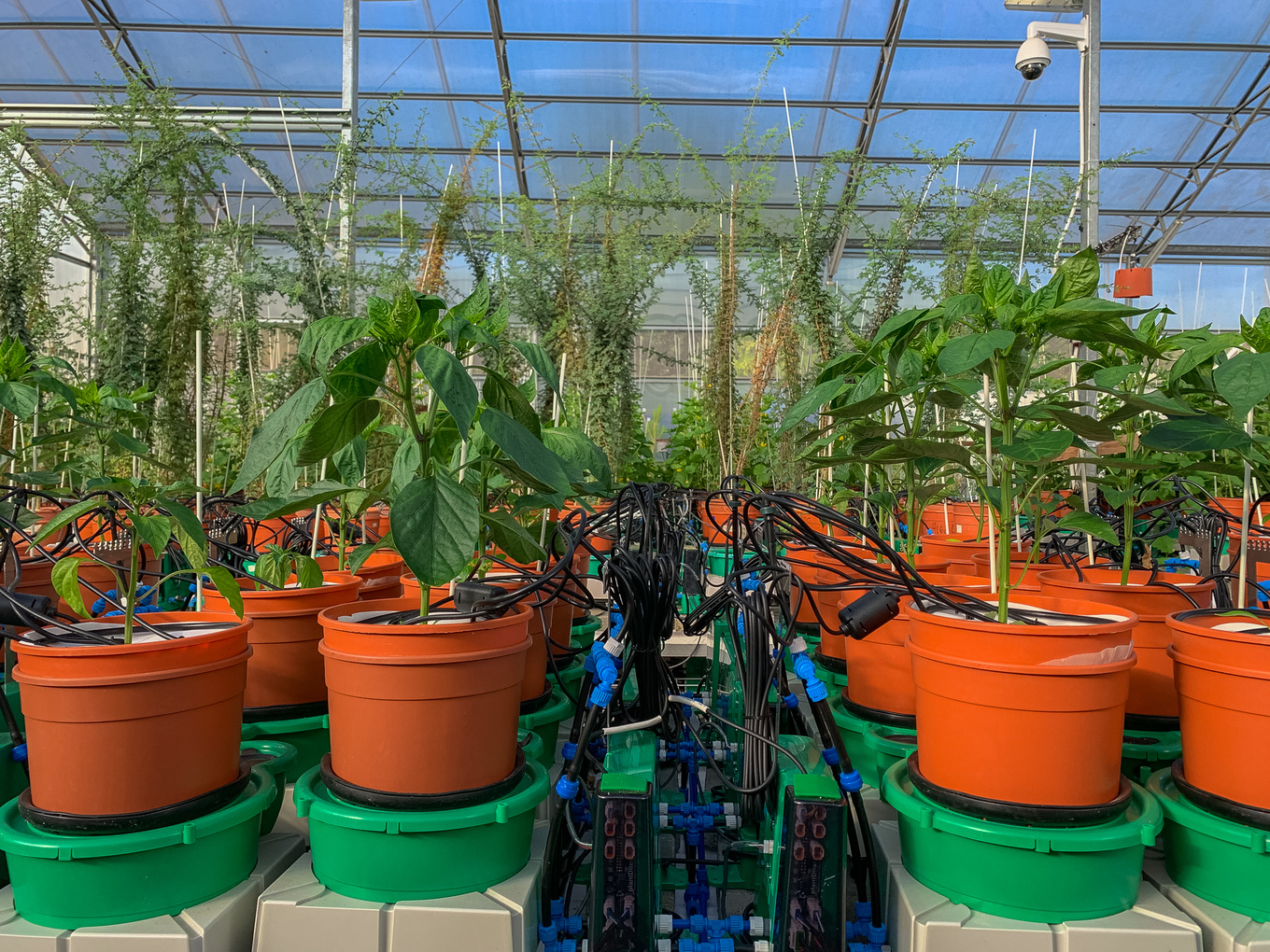 以色列Plant-DiTech-高通量植物生理表型平台