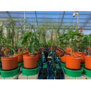以色列Plant-DiTech-高通量植物生理表型平台