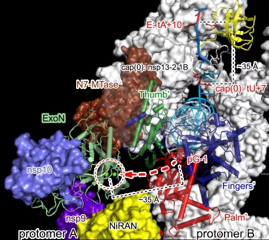 中国科学家发现新冠病毒mRNA合成、基因组复制矫正等分子机制