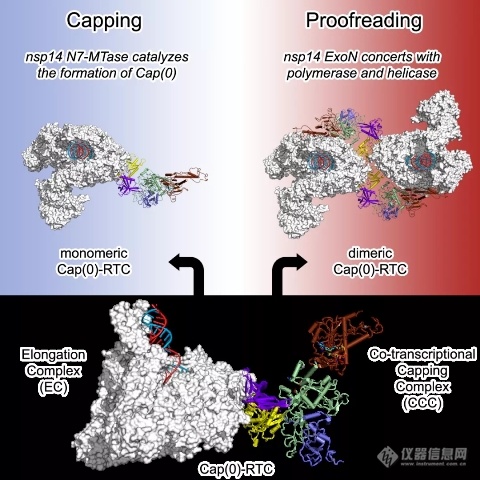 中国科学家发现新冠病毒mRNA合成、基因组复制矫正等分子机制