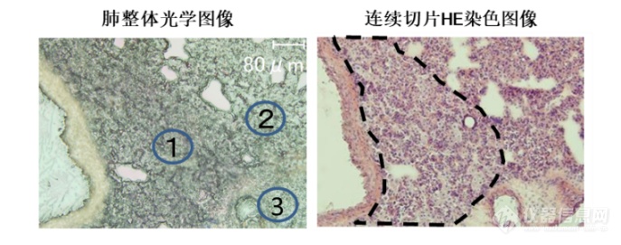 “慧眼”观微—成像质谱显微镜iMScope QT开箱测评