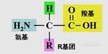α氨基酸的结构通式