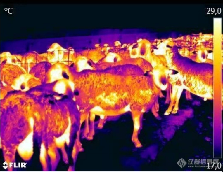 “看懂”动物们的喜怒，FLIR红外热像仪助力畜牧业高质量发展