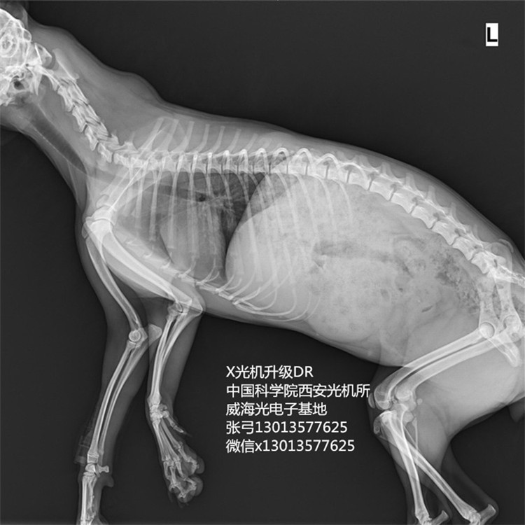宠物X光机高清数字图像触摸屏