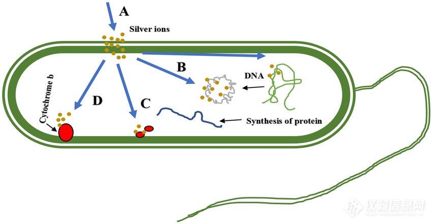 Antibacterial-mechanisms-of-the-Ag-ions-against-a-bacteria-cell.png