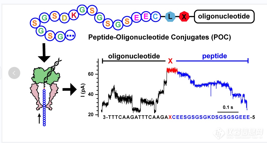 DNA“牵手”多肽“穿行”纳米孔破解测序瓶颈