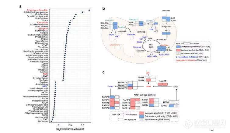 清华大学药学院胡泽平课题组揭示Zika病毒感染所致小头症的NAD+代谢重编程及潜在治疗策略