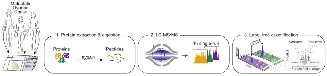 警惕女性健康杀手| Orbitrap高分辨质谱仪助力卵巢癌研究