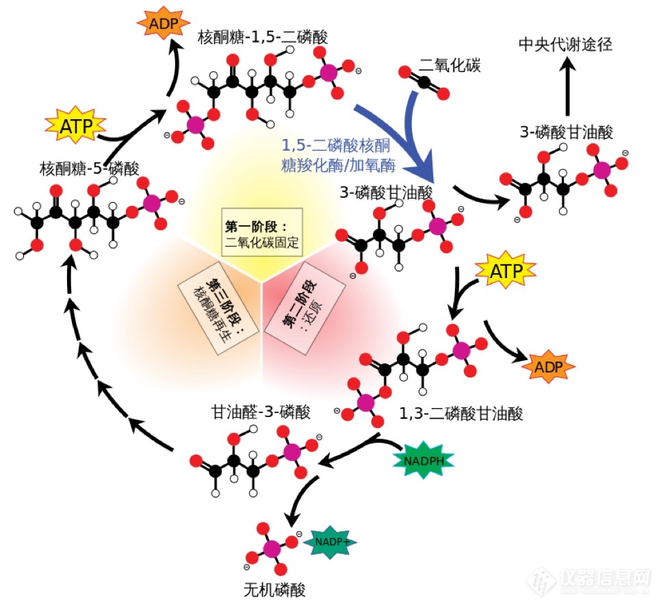 2021 年第一期飞纳电镜优秀论文赏析｜一种新型电催化剂