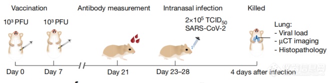 Delta来袭 | Nature：一剂起效新冠病毒候选减毒活疫苗