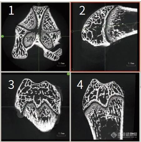 岛津微焦点X射线CT助力动物实验-小鼠股骨CT观察