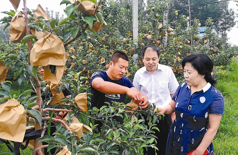 地理标志苹果的种植有着严格的标准要求.jpg