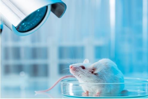 实验大小鼠等啮齿类动物数字录像记录软件