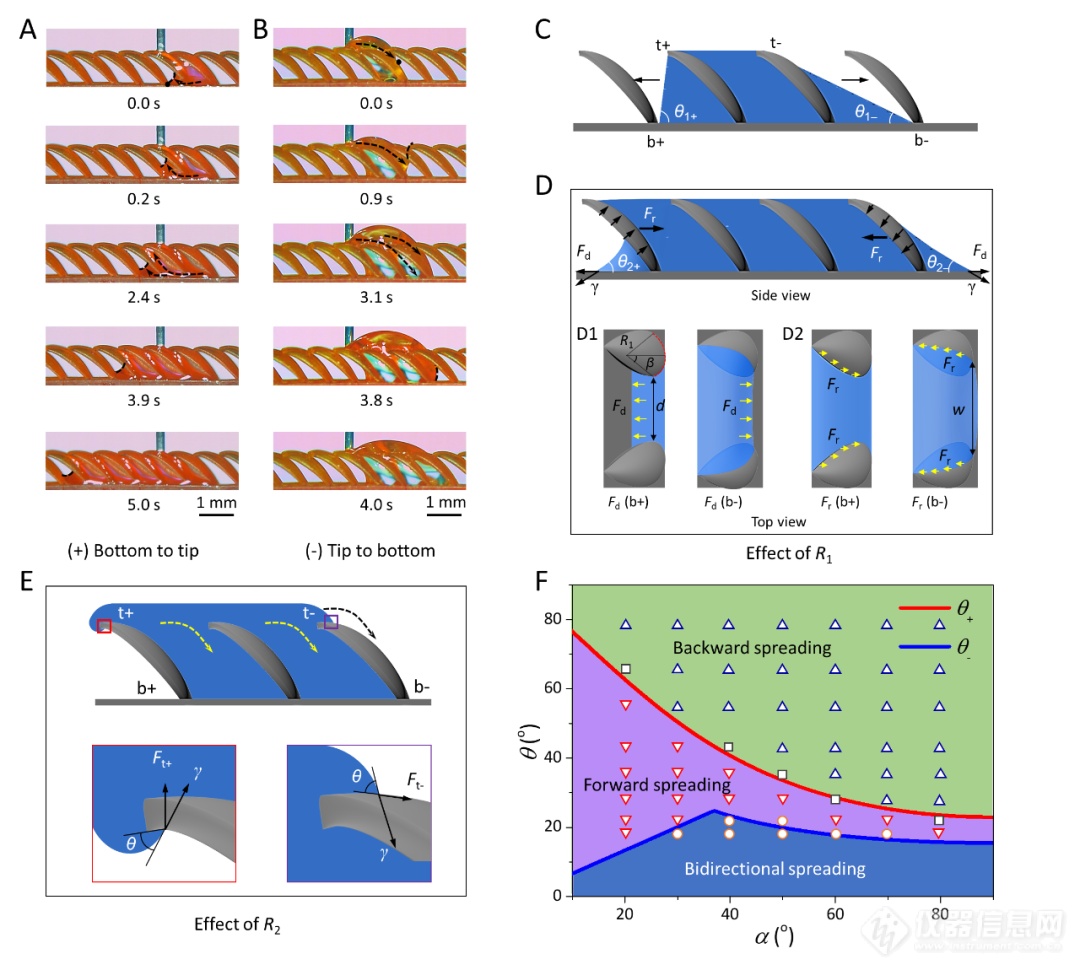 Science：仿南洋杉3D毛细锯齿结构表面流体自主择向