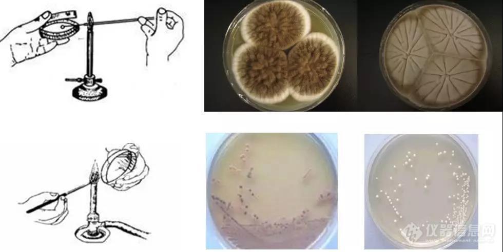 让我们看看微生物检测怎么做！