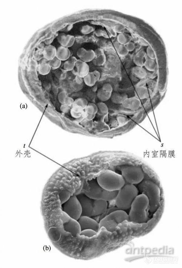 用户成果 | 奇妙自然之——满身“窟窿”的小精灵