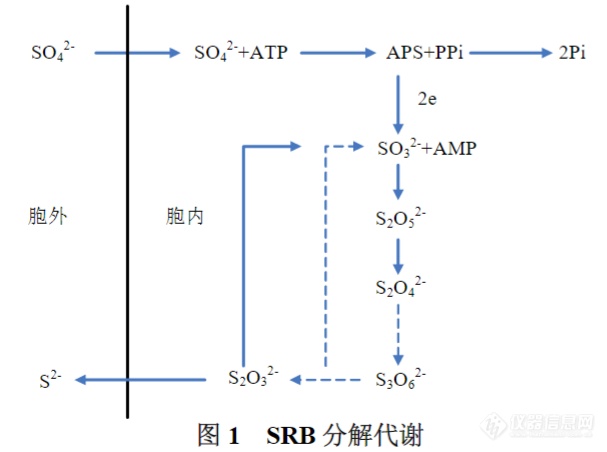 SRB分解代谢.png