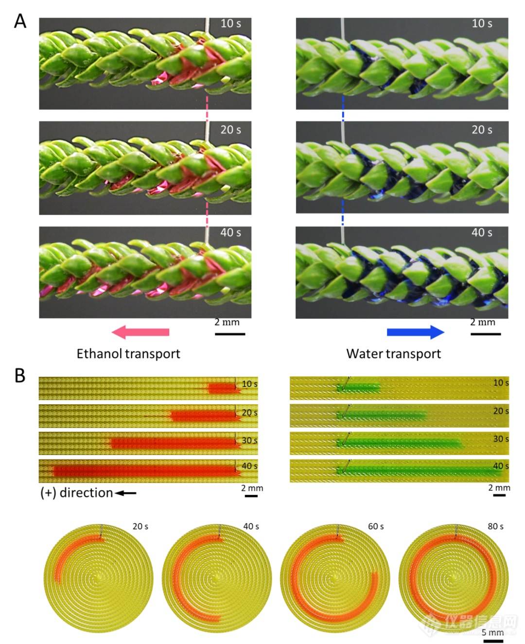 Science：仿南洋杉3D毛细锯齿结构表面流体自主择向