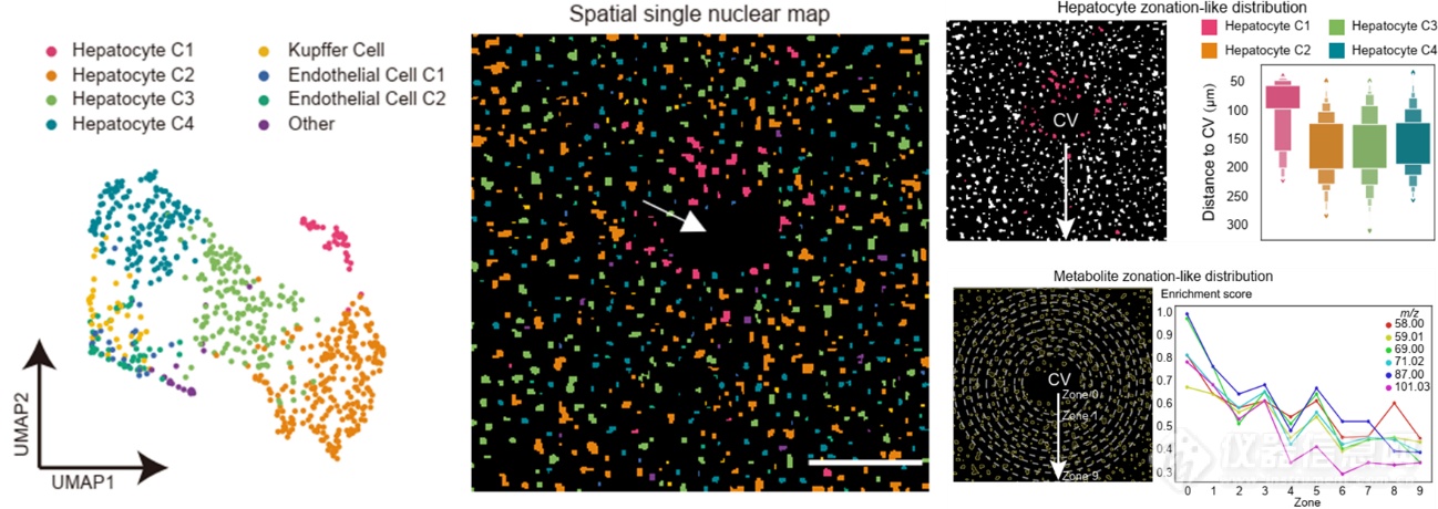 清华大学张奇伟、张新荣团队合作开发单细胞空间代谢组分析新方法